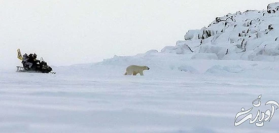 تصاویر منتخب حیات وحش در یک هفته